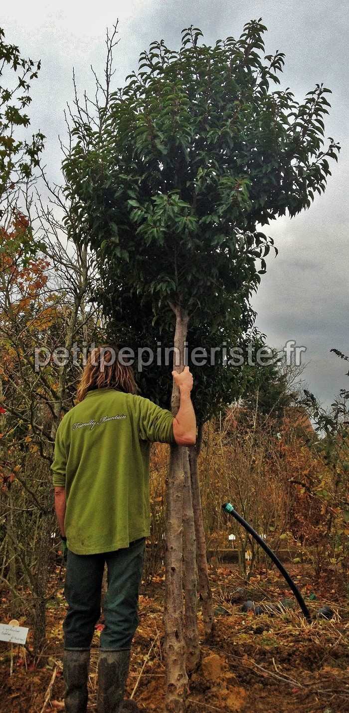 très grand prunus lusitanica en arbre 